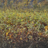 山東哪里有賣(mài)板栗苗的，山東板栗苗多少錢(qián)一棵