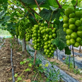 阳光玫瑰葡萄苗价格种植户在选购阳光玫瑰葡萄苗应该注意的几点