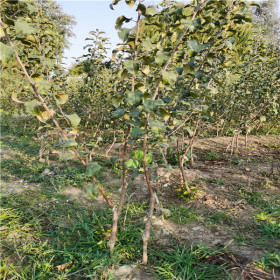 黑卡苹果苗品种介绍 矮化m26砧木黑卡苹果苗新报价