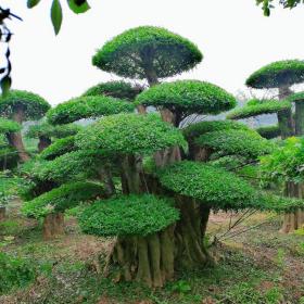 湖北对节白蜡