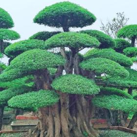 京山对节白蜡价格