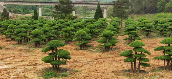 京山对节白蜡