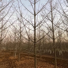 银杏价格银杏图片银杏产地银杏基地