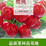 供應(yīng)2年櫻桃苗 3年矮化大櫻桃苗價(jià)格 山東大櫻桃樹基地