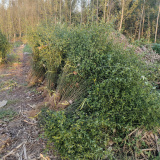 山東枸橘苗，泰安枸橘苗基地