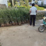 枳殼苗種植栽培技術(shù)，出售綠化用枳殼苗