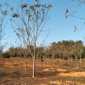 18公分黄山栾树价格 江西栾树基地