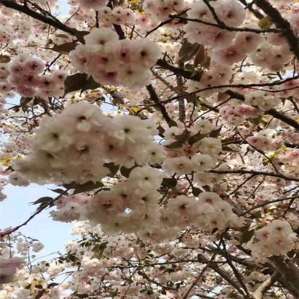 普贤象樱花