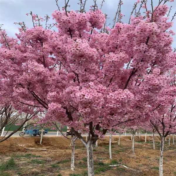 普贤象樱花