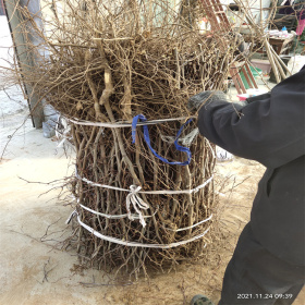 酸枣苗种植厂家 2年酸枣树苗 0.8公分酸枣树苗苗圃