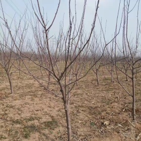 苹果树多少钱一棵  苹果树批发价格