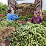 冬青树苗基地 冬青树苗批发