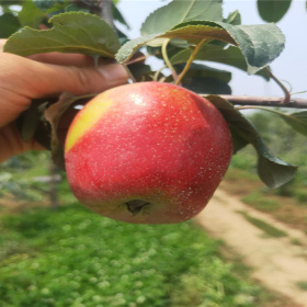 苹果树苗多少钱一颗 烟福八苹果树苗批发价格