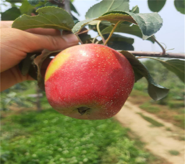 烟福八苹果树苗