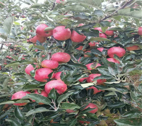 黄金色苹果树苗