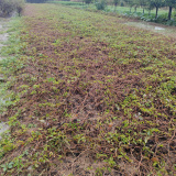 爬山虎苗產地 爬山虎苗產地是哪里