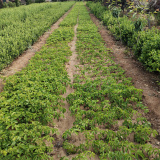 爬山虎苗廠家哪里有 爬山虎苗的市場行情