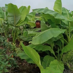 3米高的芭蕉树多少钱 芭蕉基地批发价格