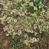 北方藍(lán)莓苗種植基地 藍(lán)莓苗種植管理技術(shù)