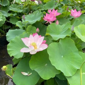 荷花苗*新价格。荷花种苗花期。荷花苗批发，荷花直销