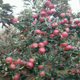 哪里买苹果树苗 苹果树苗多钱一颗 秦脆苹果树苗价格