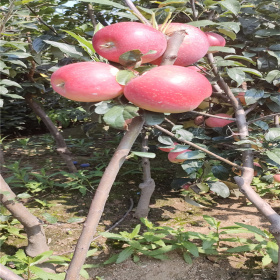 介绍三个苹果树苗品种 秦脆苹果树苗 烟八苹果树苗 多钱一颗