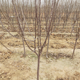 我想买苹果树苗 矮化苹果苗--哪里卖苹果树 三公分苹果树苗