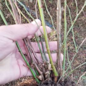 80高度蔷薇价格，红花蔷薇价格。白花蔷薇价格，蔷薇苗批发