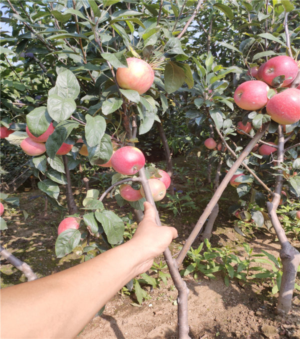 苹果树苗