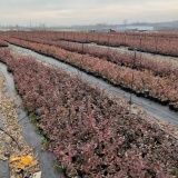 南方蓝莓苗种植基地 适合南方种植的蓝莓苗品种