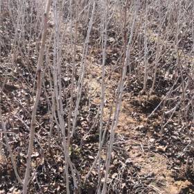 1公分甜紅子山楂苗價格 2公分甜紅子山楂苗種植批發(fā)基地