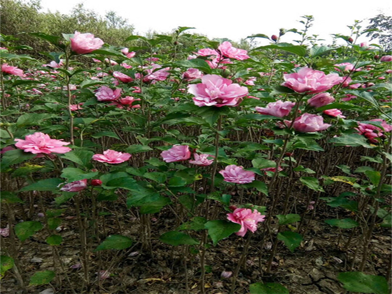 木槿花 (1)