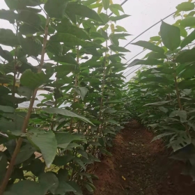 大樱桃品种介绍 密植栽培大樱桃苗管理 山东大樱桃苗种植基地