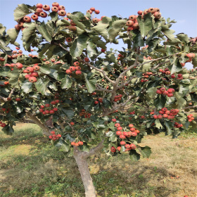 兩年山楂苗 三年山楂樹(shù)苗 土層深厚根系健壯 有賣(mài) 山楂苗