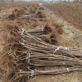 吉塞拉矮化大櫻桃苗產(chǎn)地供應(yīng)商 矮化大櫻桃一畝地栽多少棵