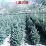 云杉樹苗種植多 云杉供應(yīng)質(zhì)量好