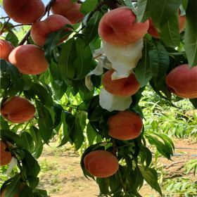 桃树苗怎样移栽 什么时间适合种植桃树 占地桃树苗上车价格