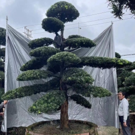 造型罗汉松价格 福建罗汉松盆景基地