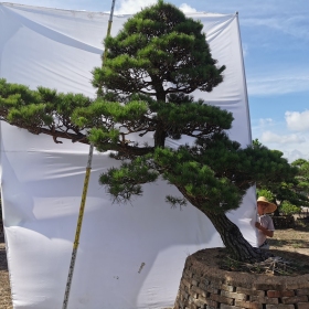 哪里有1米造型黑松盆景批发   造型黑松种植基地