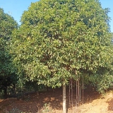 10公分桂花价格   桂花树苗批发基地