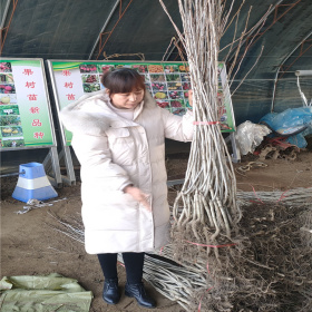 山楂树苗多少钱一颗 泰安山楂苗基地 山楂树黄叶病的综合防治