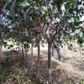 山楂苗的價(jià)格 想栽植山楂樹(shù)苗幾年好 山東肇慶山楂苗長(zhǎng)啥樣