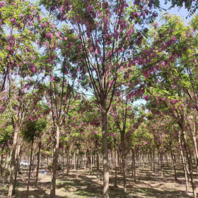 [誠信苗圃]香花槐出售 哪有香花槐 香花槐基地