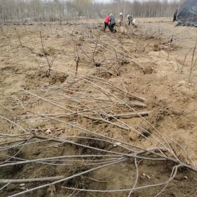 露地甜櫻桃種植管理 幼齡時期的大櫻桃苗施肥時間