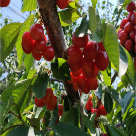 樱桃树苗,哪里买樱桃苗,盆栽樱桃树苗基地