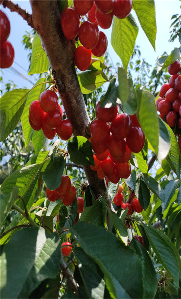 盆栽櫻桃樹苗基地