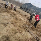 栽植大樱桃苗授粉树如何选择 哪里有黄蜜樱桃苗 美早樱桃苗价格