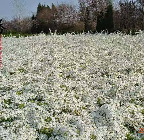 珍珠繡線菊