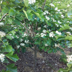 供应山楂苗，嫁接2年山楂苗栽植后几年可以结果