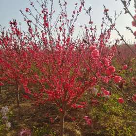 沭陽紅葉碧桃基地 紅葉桃圖片紅花碧桃價格多少錢一棵